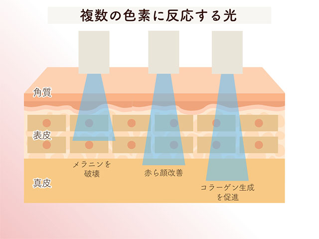 複数の色素に反応する光